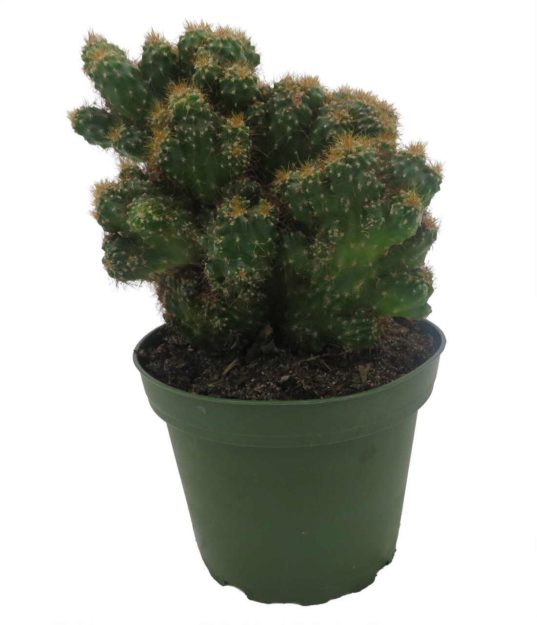 Crested Red Monstrous Cactus - Cereus Peruvianus - Houseplant/Terrarium/Fairy Garden - 4" Pot